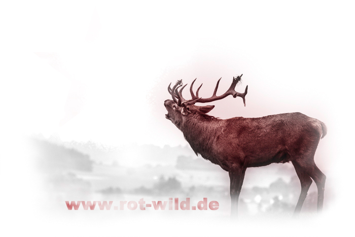 rot-wild